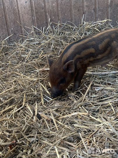 Поросенок кармал