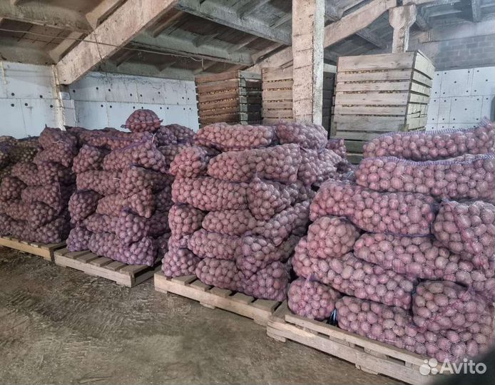 Продам картофель