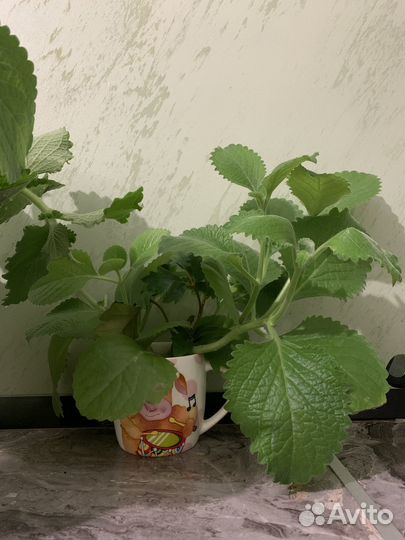 Плектрантус / комнатная мята (домашняя мята )