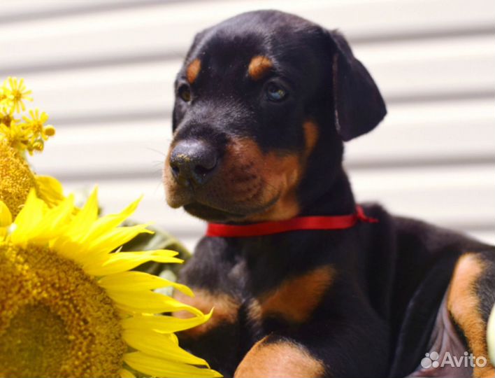 Доберман щенок мальчик