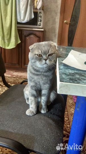 Кот ищет кошечку