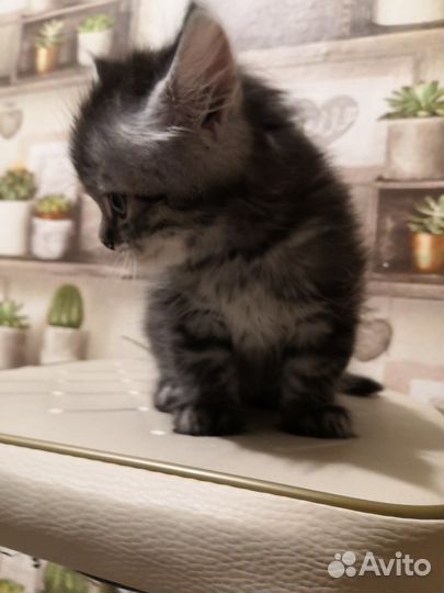 Котёнок от мраморной кошки