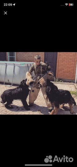 Дрессировка собак с передержкой