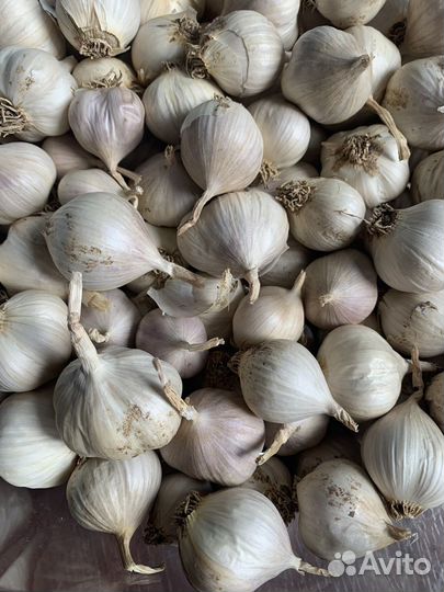 Чеснок на посадку