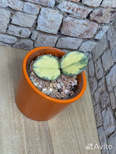 Хойя аргентия принцесс