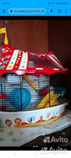 Сирийский хомяк бесплатно