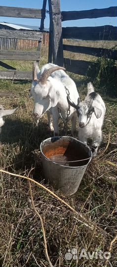 Коза дойная с козлятами 1,5года