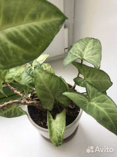 Цветы в офис