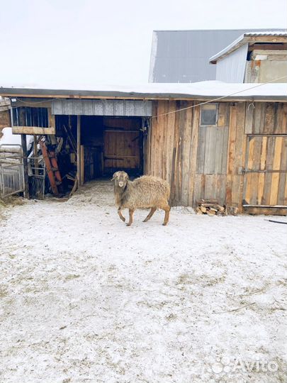 Баран курдючный на племя