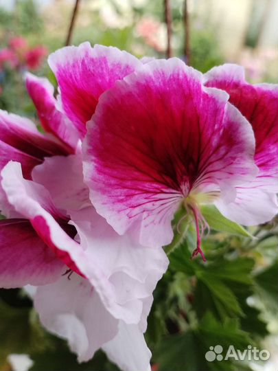 Пеларгония