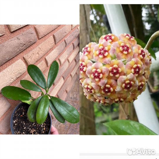 Хойи сортовые взрослые