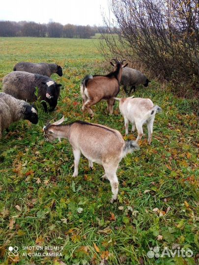 Продаются козы