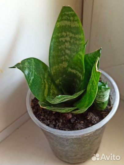 Щучий хвост