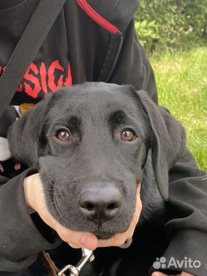 Щенки лабрадора