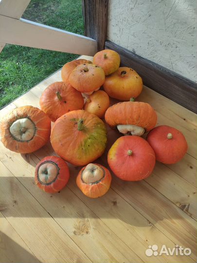 Тыква декоративная