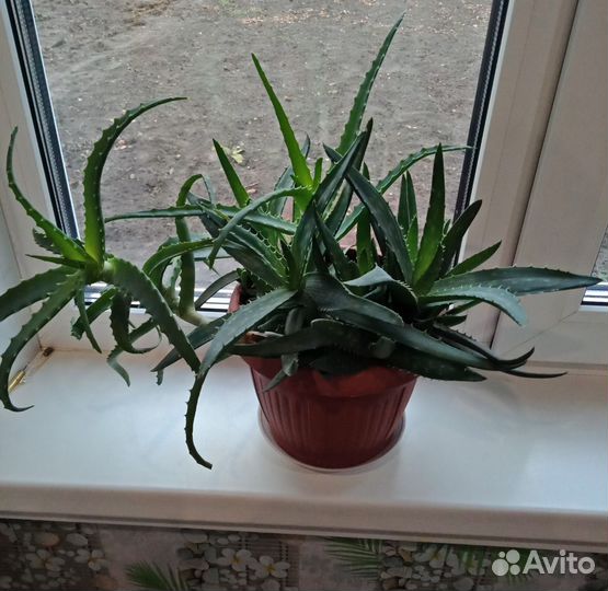 Алоэ,комнатные цветы