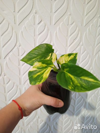 Комнатные растения