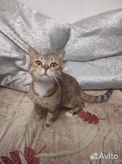 Кошки в добрые руки