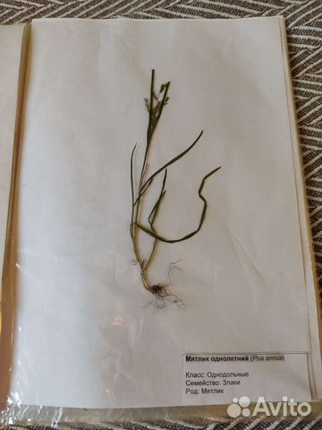 Гербарий в школу, колледж,институт