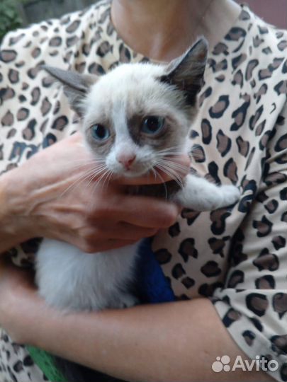 Кошки в добрые руки бесплатно