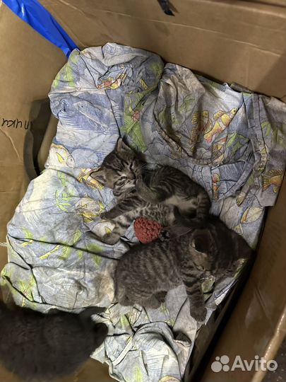 Котята в добрые руки даром