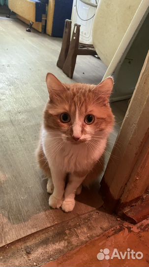 Кот бесплатно