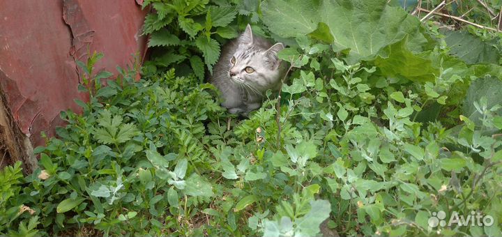 Котята 1,5 мес