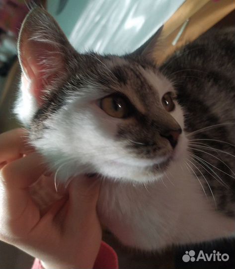 Кошечка в добрые руки