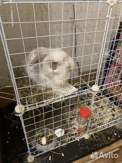 Декоративный кролик с клеткой