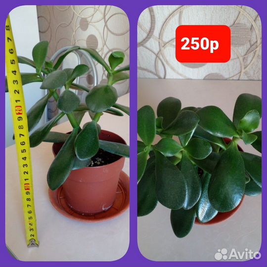 Толстянка(денежное дерево),алоэ (лечебное)