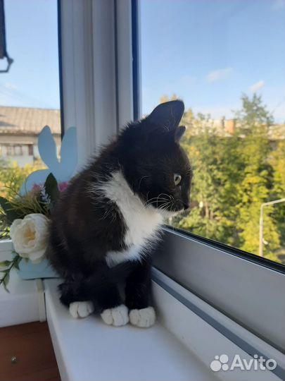 Кошка в дар