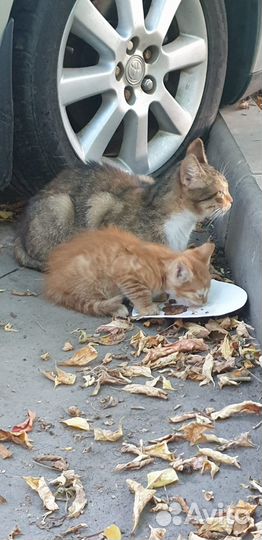 Кошка Надюшка
