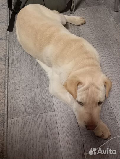 Лабрадор с шарпеем