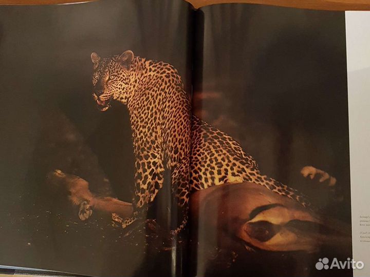 Джон Митчелл Уникальные фотографии живой природы