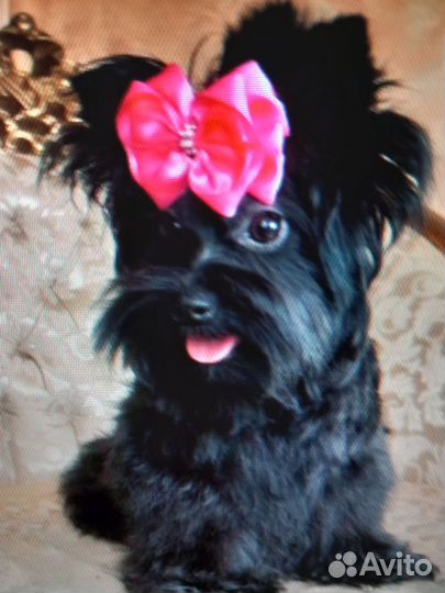 Щенок йорка, девочка