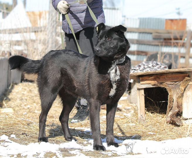 Собака в добрые руки