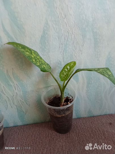 Комнатные растения