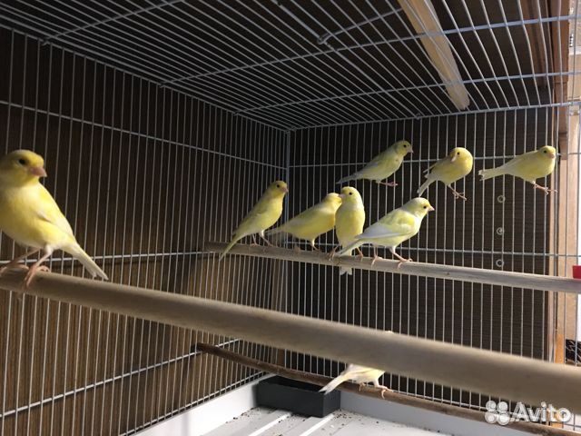 Кенара и канарейки