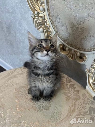 Котенок девочка