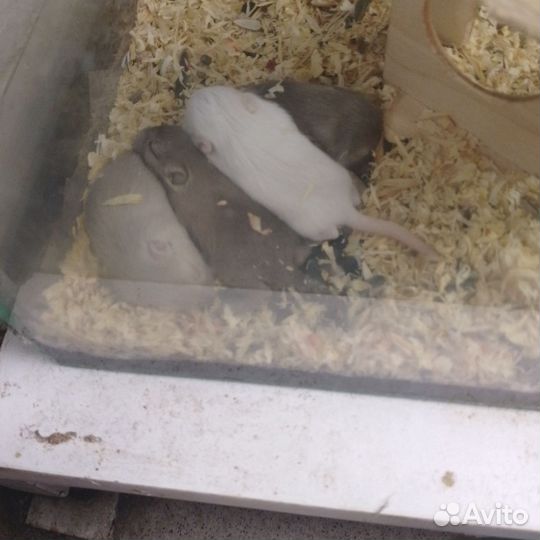 Песчанка