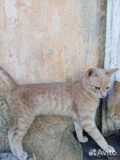 Кошка в дар