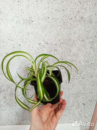 Хлорофитум