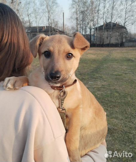 Щенок Мишка