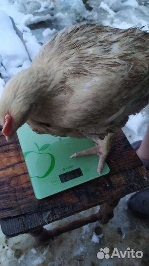 Бройлер подрощенный