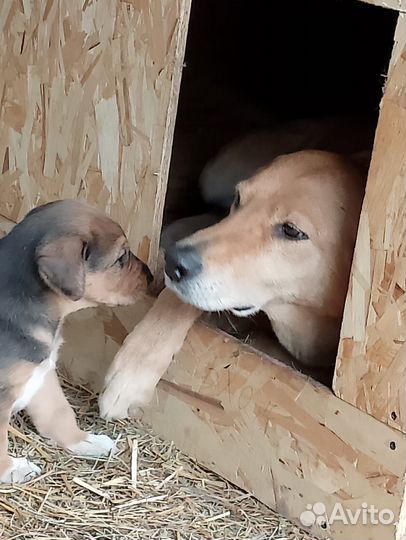 Щенок гончей