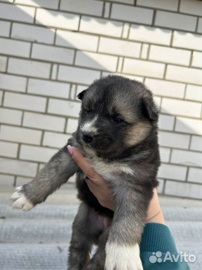 Щенки маламута