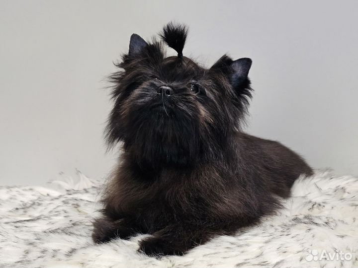 Щенки бивер йорка