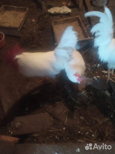 Продам петуха