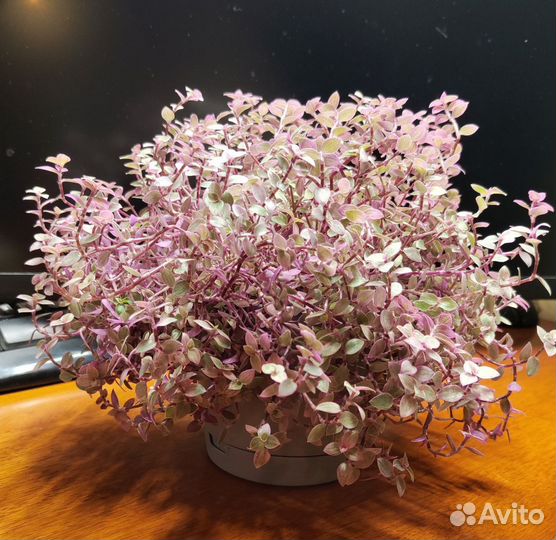 Каллизия розовая пантера Pink Panter