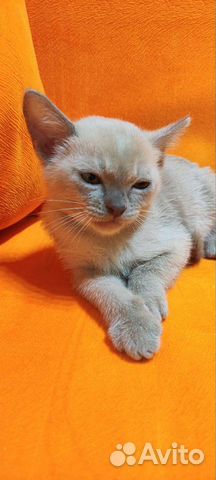 Бурманские котята лиловый объявление продам